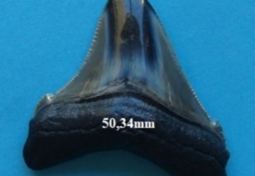 Dent de Mégalodon 5034