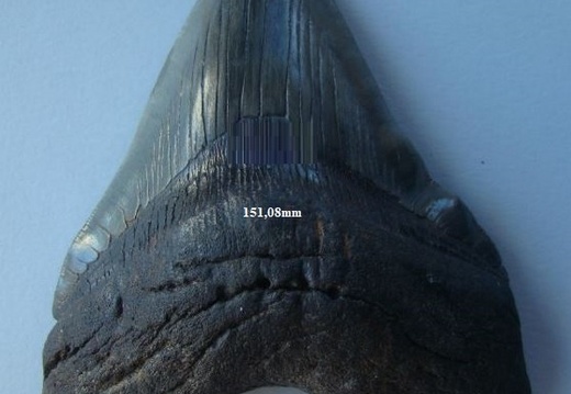 Dent de Mégalodon 15108