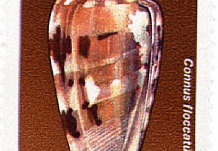 Conus Floccatus Sowerby 1981