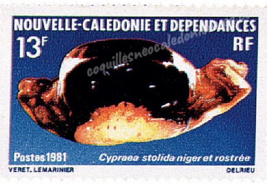 Cypraea Stolida Nigerostrée 1981