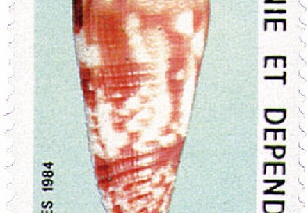 Conus Moluccensis Merleti 1984