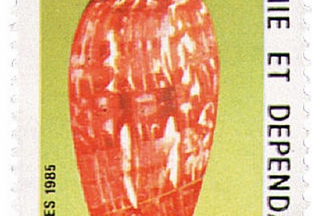 Conus Bullatus 1985