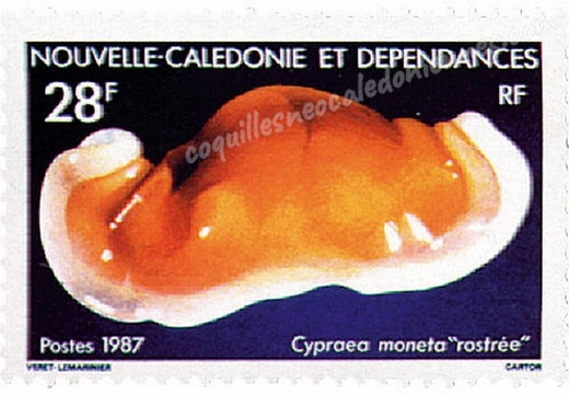 Cypraea Moneta Rostrée 1987