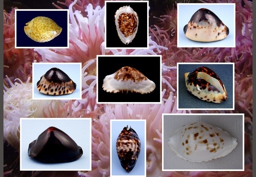 Various Australian Cypraeas (WATTS Rodney) (Gallery)