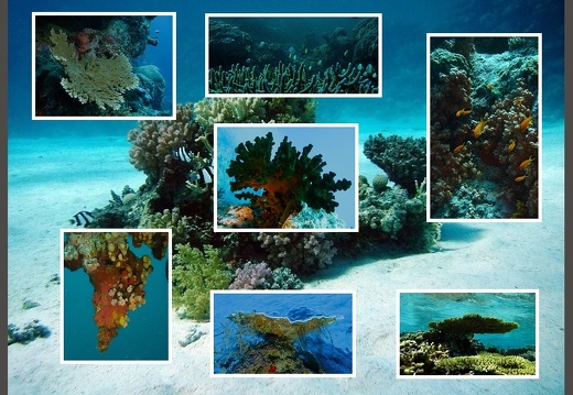 Various Underwater Funds (Gallery)