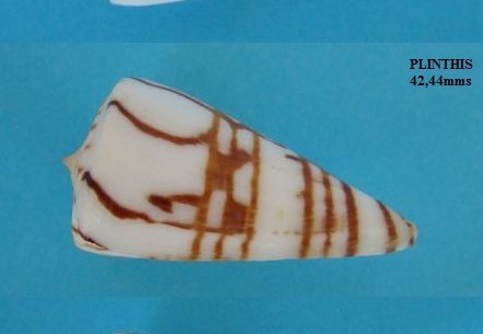 Conidae Plinthis 42,44 mm