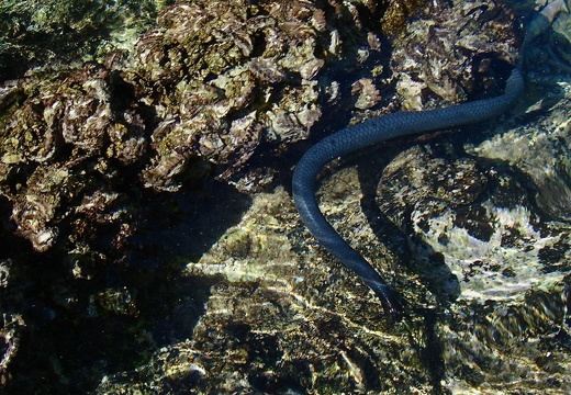 Serpent de mer (017)