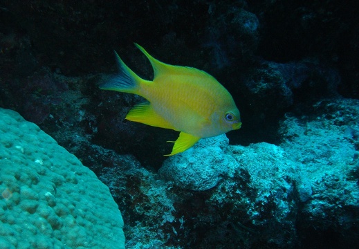 Poisson corail (042)
