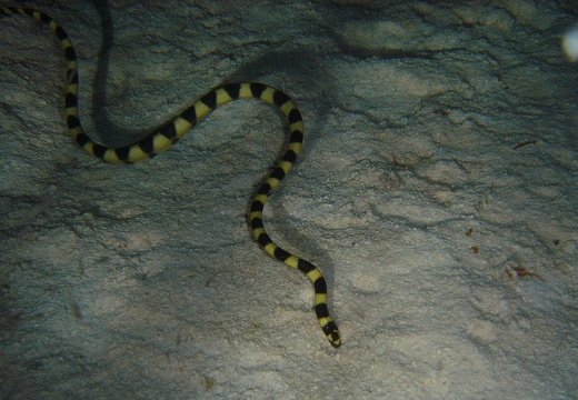 Serpent de mer (152)