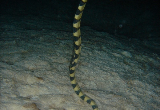 Serpent de mer (153)