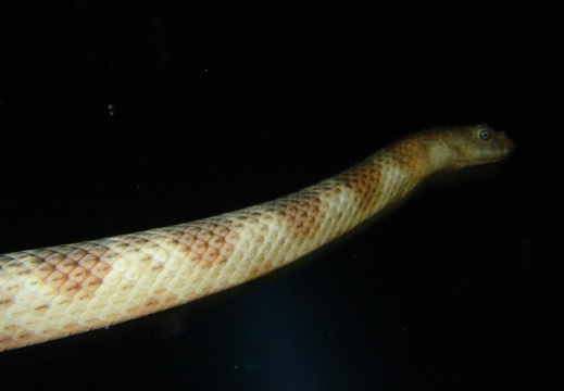 Serpent de mer (155)
