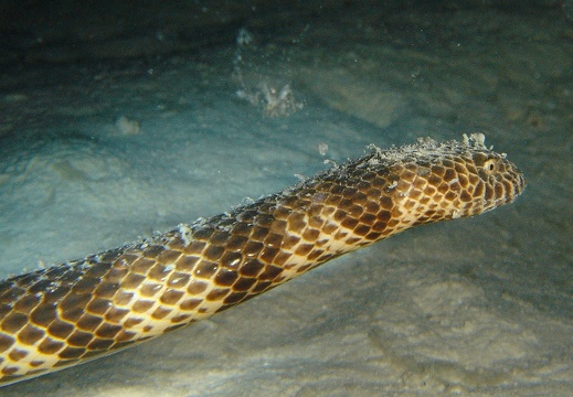 Serpent de mer (156)