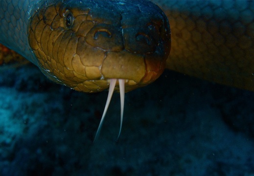 Serpent de mer (157)