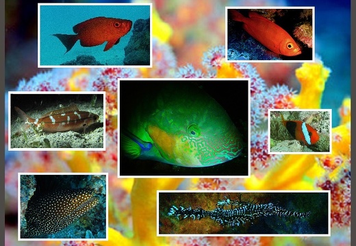 Fishes Diverses Marine Alives (All) (Gallerie)