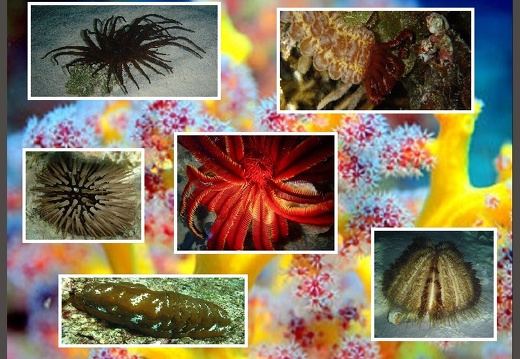 Organisms Diverses Marines Alives (All) (Galleries)