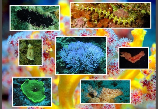 Invertebrates Diverses Marine Alives (All) (Gallery)