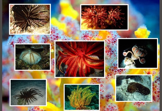 Echinoderms Diverses Marine Alives (All)(Gallery)