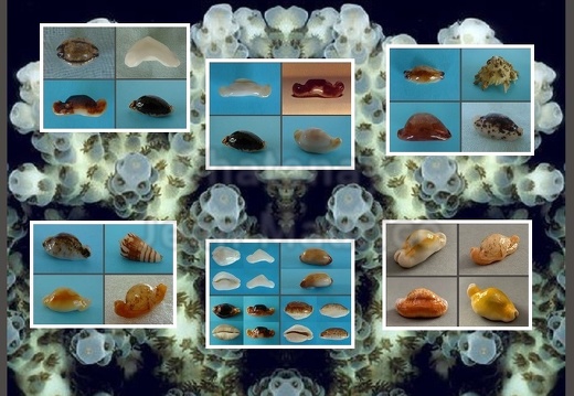 Shells Diverses Tops (All) (Galleries)