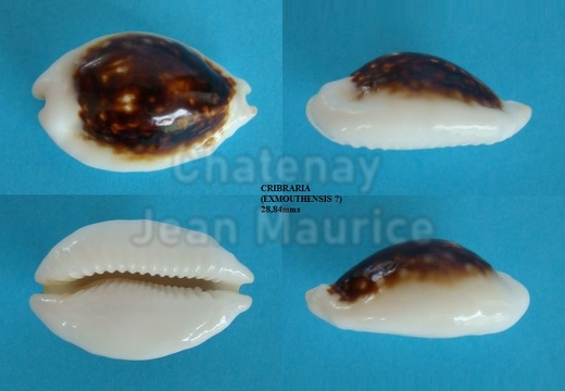 TopShell04(032)Cribraria2884abcdExmouthensis