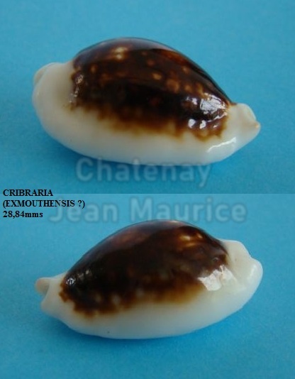 TopShell04(032)Cribraria2884pdgExmouthensis.jpg
